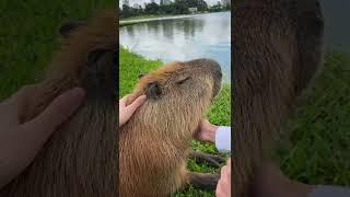 Всё ещё в Куритибе, всё ещё гладим капибар) #капибара #capybara