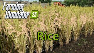 Farming Simulator 25 Tutorial | Rice (Long Grain & Rice)