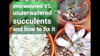 #34 WHEN TO WATER SUCCULENTS overwatered VS. underwatered and how to fix it