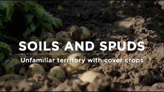Soils and Spuds: Unfamiliar territory with cover crops