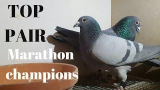 Breeding Pair 2022! TOP Racing Pigeons!