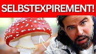 Fliegenpilz essen: Amanita Muscaria das war meine Erfahrung!