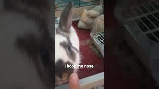 Boop the bunny
