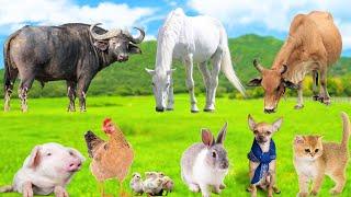 The Cheerful Sounds of Farm Animals : Cow, Sheep, Dog, Cat, Rabbit, Goat, Chicken - Animal Video