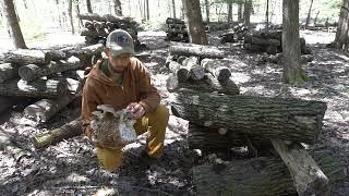 Proper Shiitake mushroom harvesting on logs and sawdust blocks.