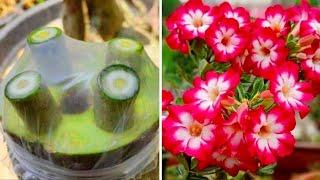 Very Easy Method To Graft Desert Rose |  How To Graft Adenium Plant Easily