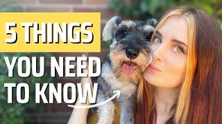 Mini Schnauzers: 5 Tips You NEED to Know Before Getting One