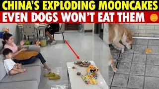 China’s Toxic Mooncakes Actually Exploded, Even Dogs Won’t Eat Them