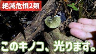 [Luminous] Let's go in search of rare glow-in-the-dark mushrooms! in Japan