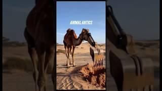 Animal #petsandanimals #music #youtubeshorts #animalantics #trending #animals