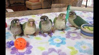 Turquoise Green Cheek Conures, #6, Pixel, Neptune, Rachel and Jeanette's Baby