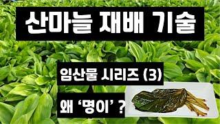 산마늘이 명이나물이라 불리는 까닭은? 산마늘 재배 기술