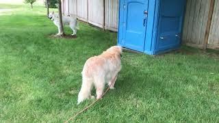 Shiva the golden retriever patiently waits for owner