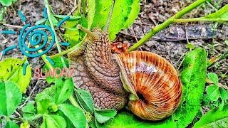 Grape snail - large eaten snail