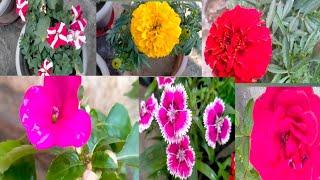 Buy these Plants from Nursery in January|| Gupta's Home Gardening .