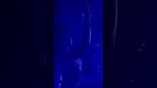 Strip | Olga Panaeva | Shine