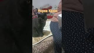 Кот в казахской семье #собака #кот #домашниеживотные #норка #котказах