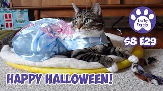 Happy Halloween! Super Boo, A Spider Crazy Princess - Lucky Ferals S8 E29 - Cat Vlog