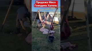 Продажа Оптом мясо  Говядина Халяль из России 