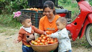 new farm design - harvesting ripe tomatoes / teaching Dung to read / Ly Thi Ngoan