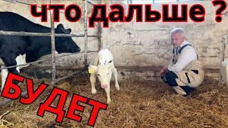 Упрощает уход за телятами - а на первый взгляд просто тележка