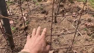 Planting fruit trees in your cattle pasture