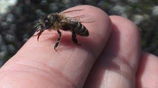 Spring Bees collect nectar in flowering cherry garden