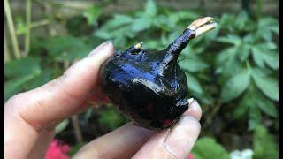 Water Chestnut Harvest #shorts