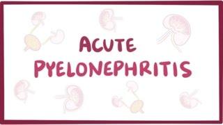 Acute pyelonephritis (urinary tract infection) - causes, symptoms & pathology