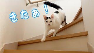 猫５匹を呼んでみたらまさかすぎる結果になった…！