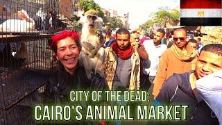 UNSEEN EGYPT: Cairo's Animal Market in The City of The Dead | Egypt Vlog #68 | سوق الجمعة في القاهره