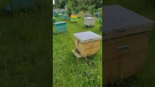 Улья после осмотра. 17 июнь 2022