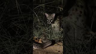 Genet vs Puff Adder