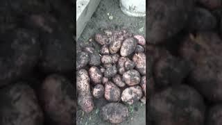 УРОЖАЙ МОИХ КЛИЕНТОВ СОРТ САРПО МИРА // ВАЦАП ДЛЯ ЗАКАЗА 89252458159 ПИСЬМЕННО
