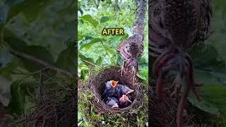 A Mother’s Clever Instinct The Secret of a Clean Nest