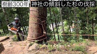 【神社の傾斜した杉の伐採】 特殊伐採