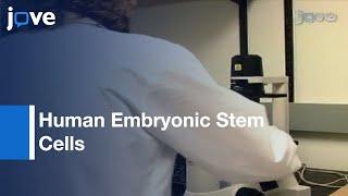 Culture & Maintenance Of Human Embryonic Stem Cells l Protocol Preview