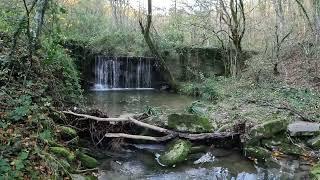 Bosco di Faeto (FG)