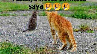 Cerita kucing