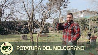 La potatura del MELOGRANO - Il contadino Nick