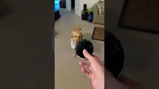 ROSCOE ATTEMPTS ANOTHER CATCH #dog #golden #funny #laugh #fun #pets #pet #jokes #doglover #shorts