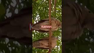 Kabootri trending songs #trending #shorts #kabootri #viralvideo #shortvideo