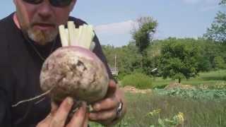 Harvesting turnips and a few tips