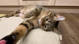 虎斑貓伸懶腰，抓紙墊，喝水，吃手指，開心的打滾。Tabby stretched, scratched paper, drank water, ate fingers, rolled happily.