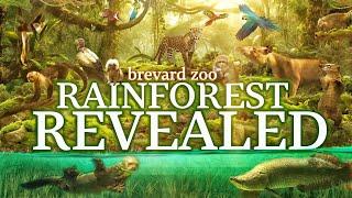 Zoo Tours: Rainforest Revealed | Brevard Zoo