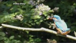 Rob Weaver - Kingfisher Diary