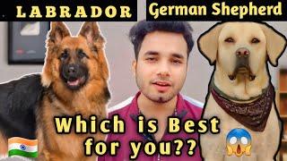 Labrador Retriever vs. German Shepherd - Kaunsa Hai Aapke Liye Best Pet?@Pethobbieshindi