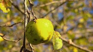 Maryland Farm & Harvest: Historic Cider