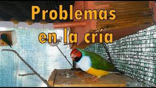 PICHONES LANZADOS DEL NIDO  Problemas en la cría de aves