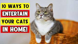 10 Ways to ENTERTAIN YOUR CAT Indoors! 